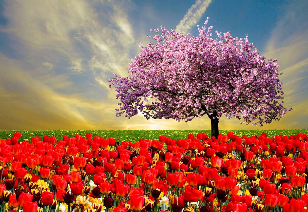 Tulipani in fiore puzzle online
