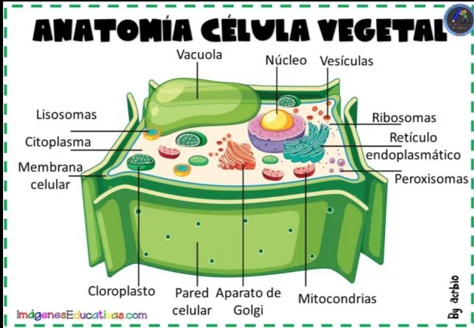 Celula vegetal rompecabezas en línea