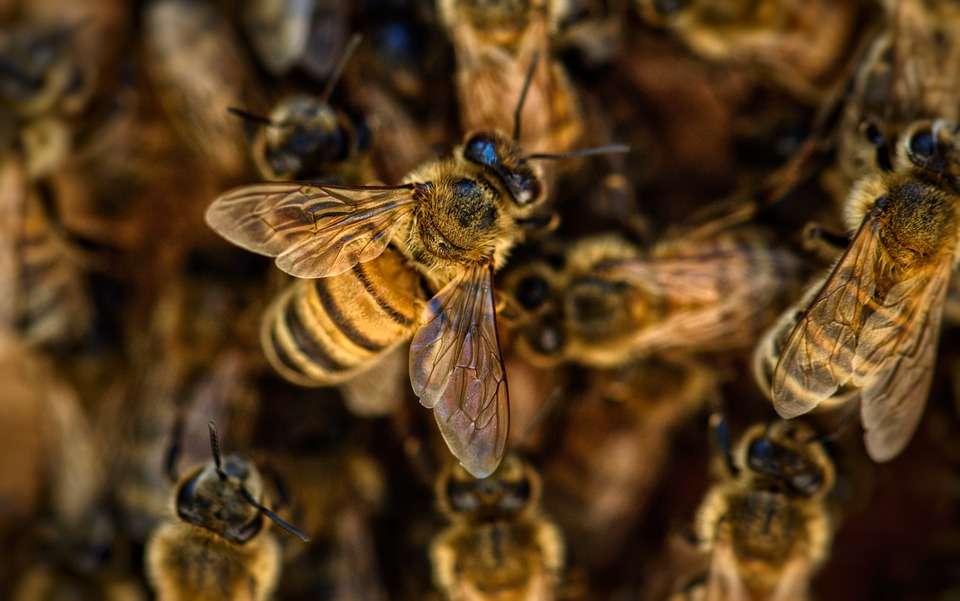 пчелы онлайн-пазл