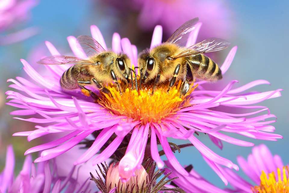 včely skládačky online