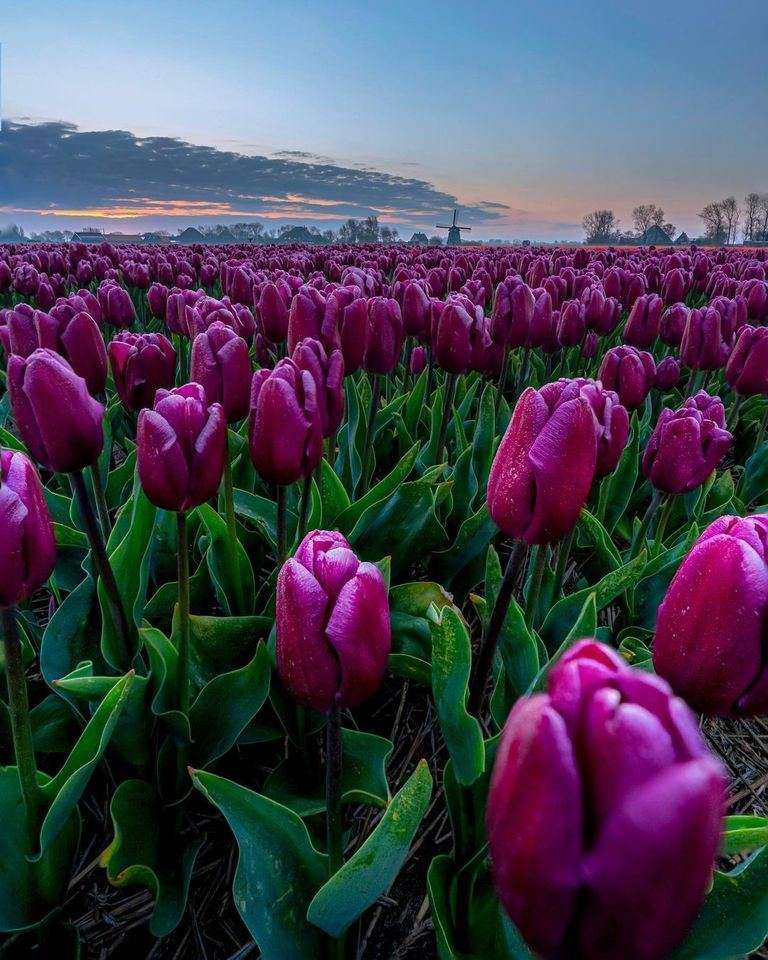 голландские тюльпаны пазл онлайн