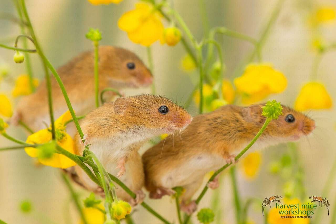 Rodents in a field of buttercups in Ukraine jigsaw puzzle online