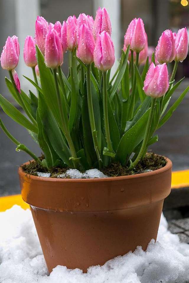 Rózsaszín tulipánok egy edényben kirakós online