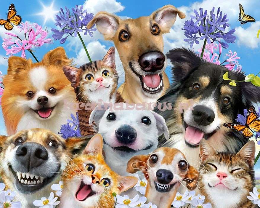 Smiling dogs and kittens online puzzle