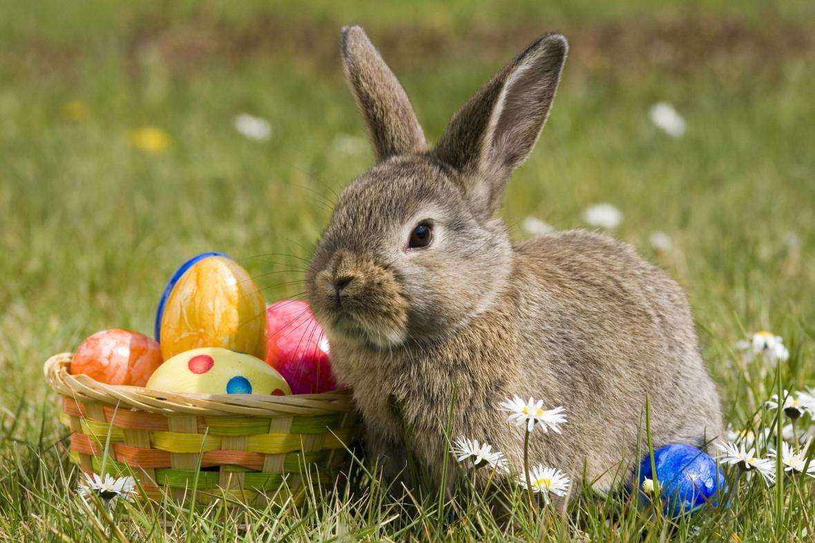 conejo de Pascua rompecabezas en línea