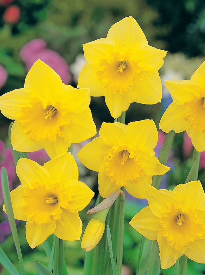 Narcisse jaune puzzle en ligne