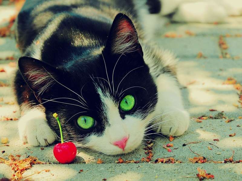 gatto con ciliegia puzzle online