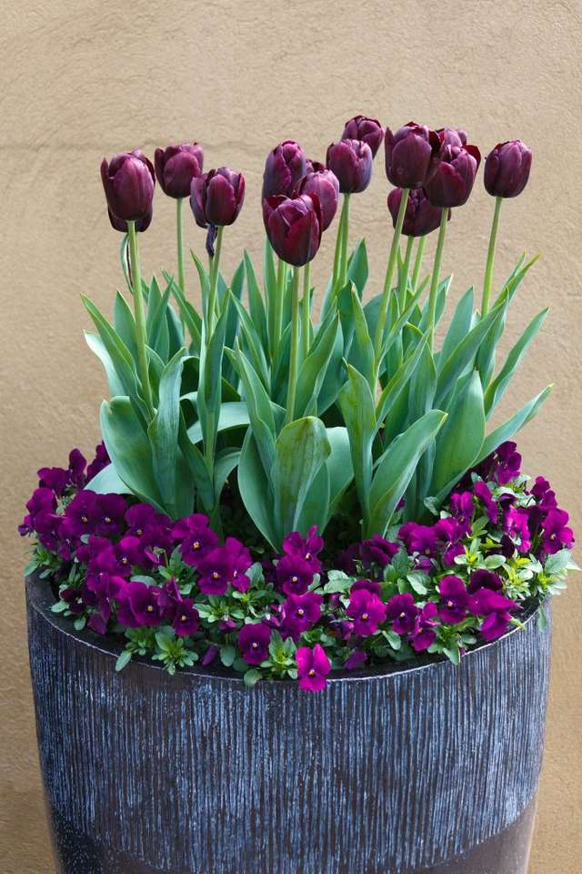 Tulips in a pot jigsaw puzzle online