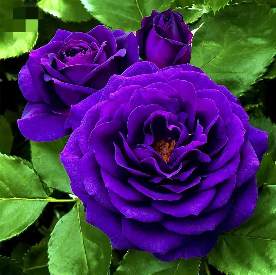 fialová růže skládačky online