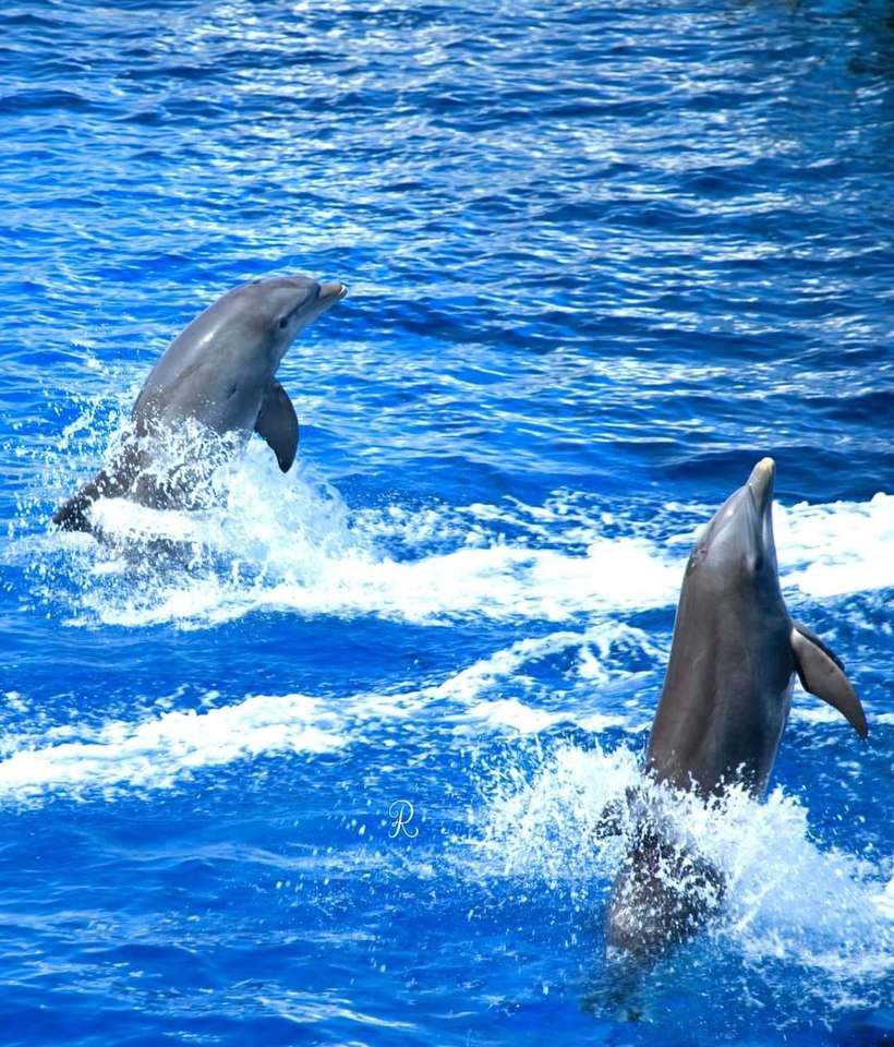παίζοντας δελφίνια online παζλ