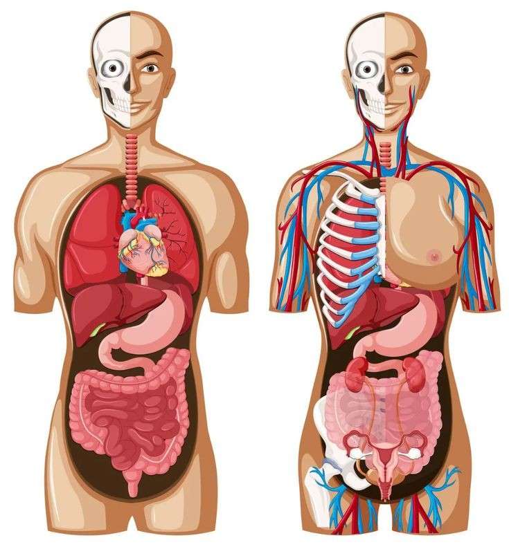 HUMAN BODY PUZZLE jigsaw puzzle online