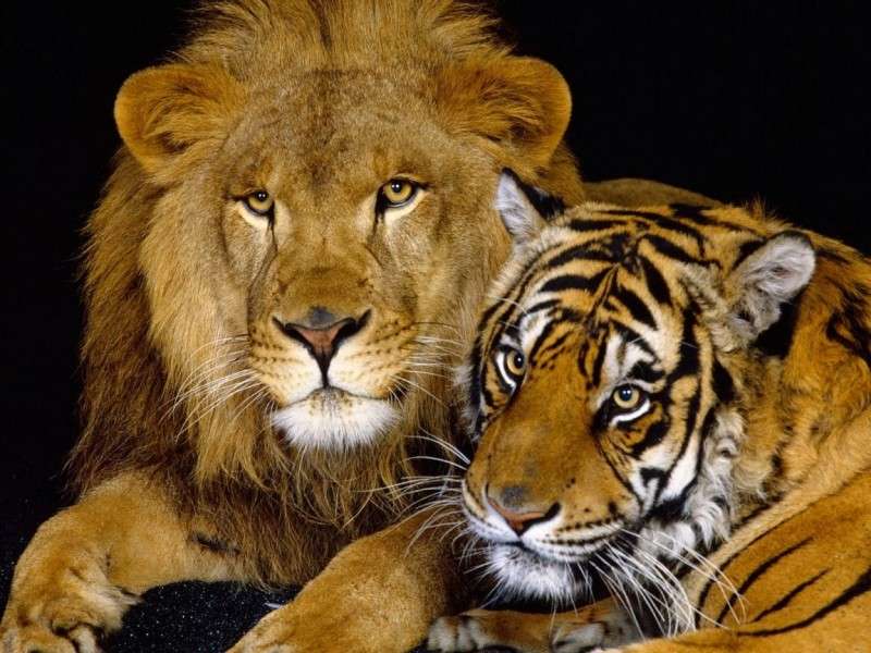 Leão e tigre puzzle online