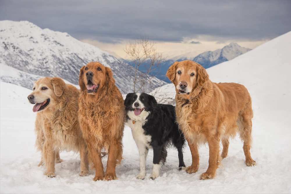 Кученца в Аляска онлайн пъзел