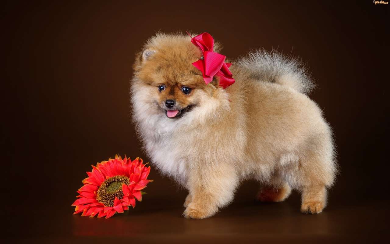 σκύλος λουλουδιών παζλ online