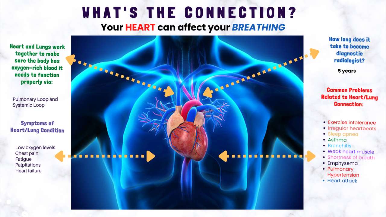 L'aorte te dit combien je t'aime parce que nous sommes des poumons puzzle en ligne