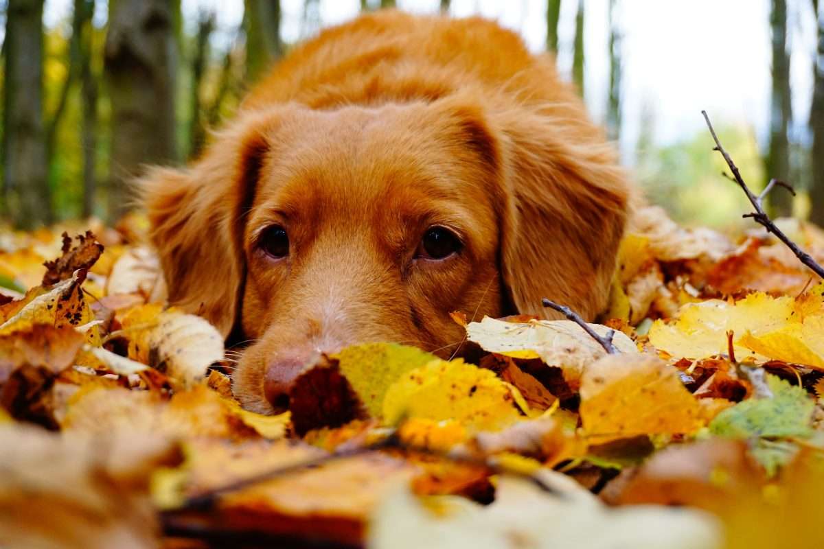 Paisagem de outono com cachorro puzzle online