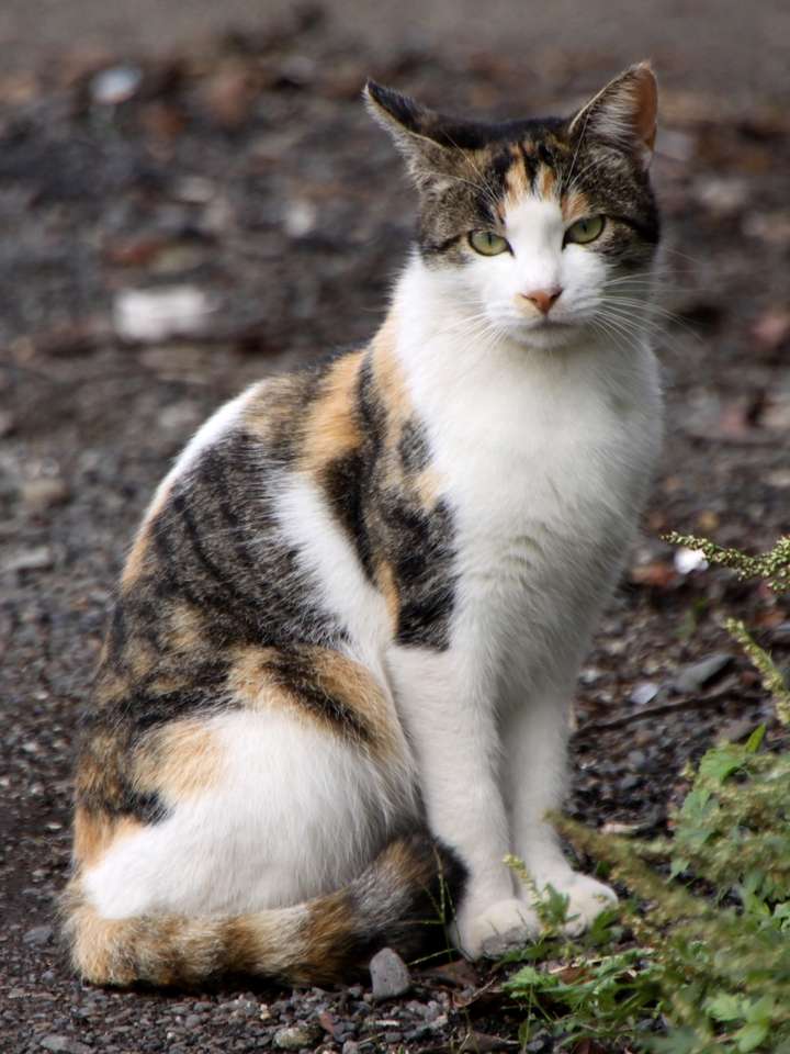 Gato S, AMDAS, DAS rompecabezas en línea