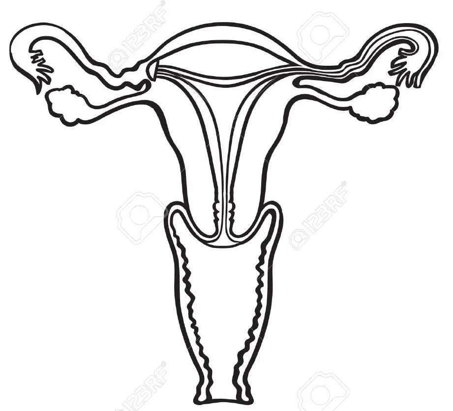 Жіноча репродуктивна система пазл онлайн