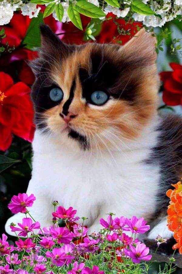 Разноцветный котенок #89 пазл онлайн