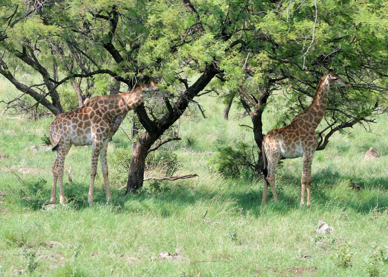 Duas girafas quebra-cabeças online