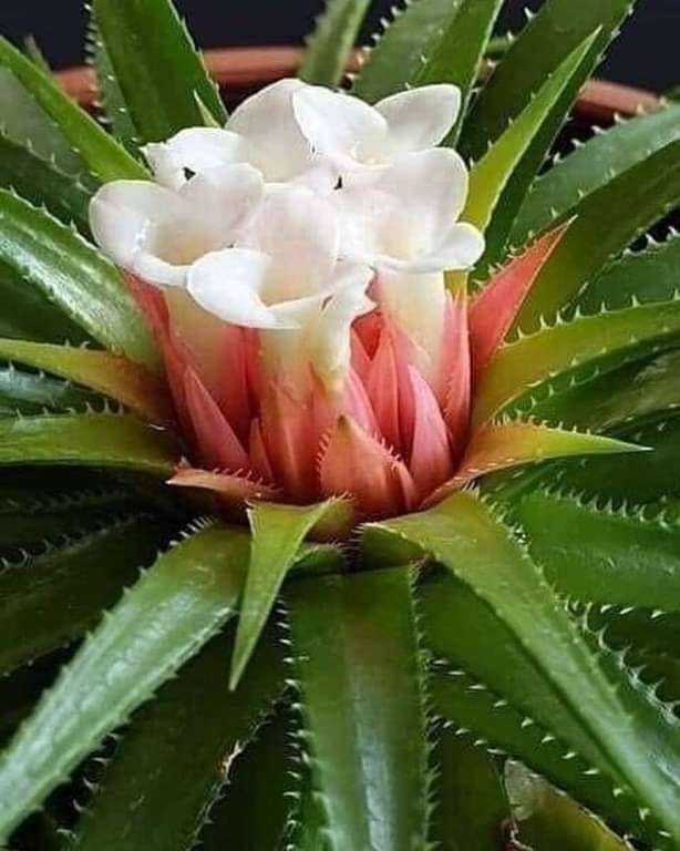 Aloe blommade pussel på nätet