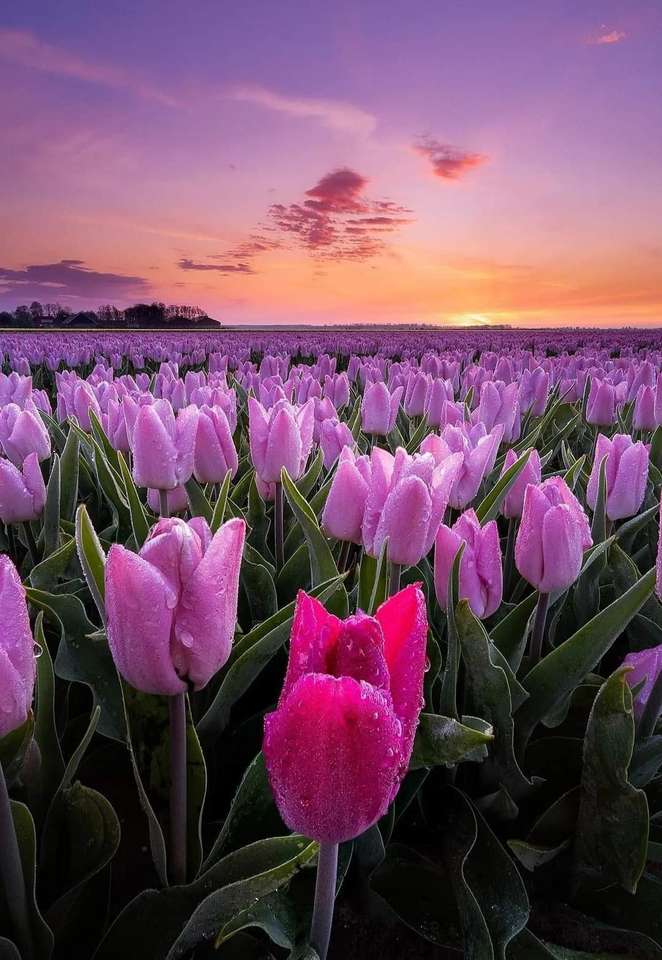 Sonnenaufgang über Tulpen Online-Puzzle