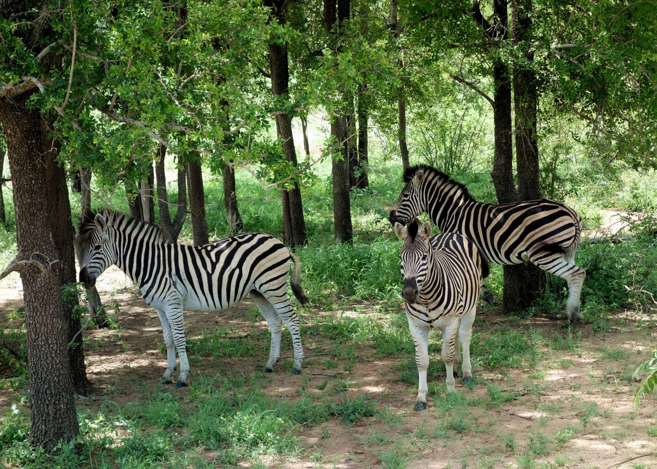 Zebry V Národním Parku online puzzle