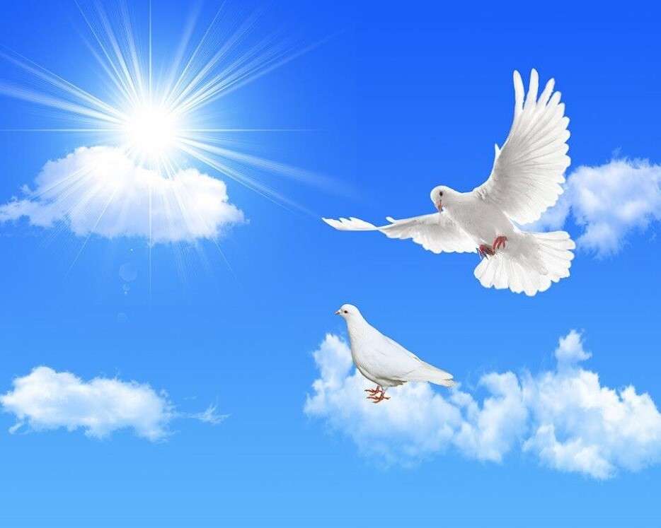 Witte duif - een symbool van vrede, liefde, hoop, enz. legpuzzel online