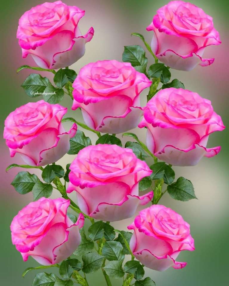 Illatos rózsák kirakós online