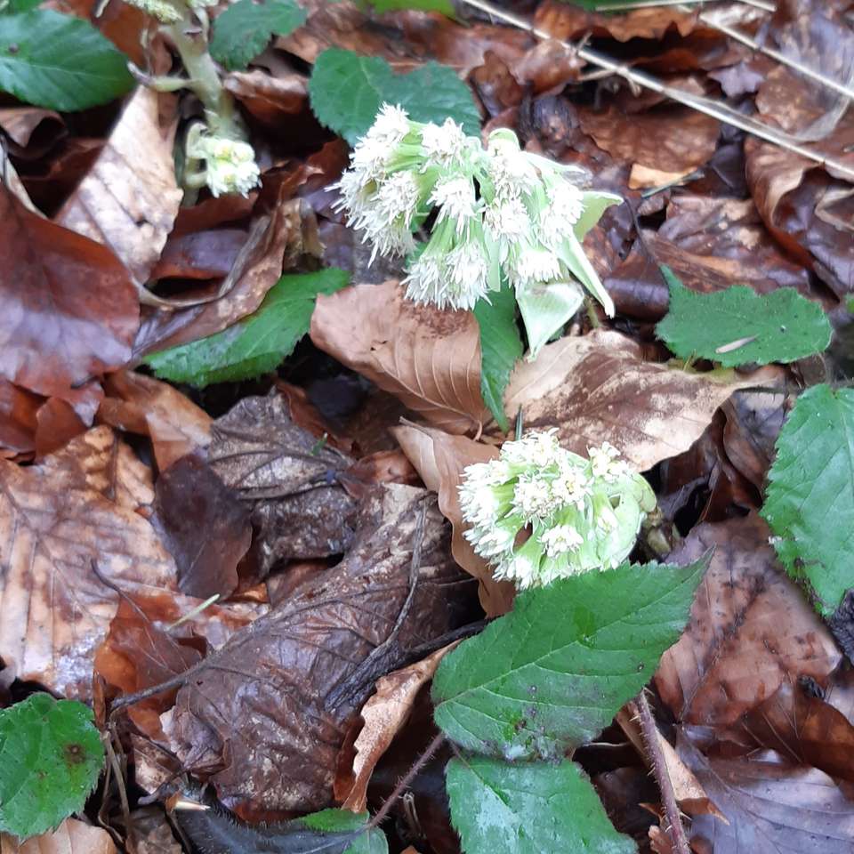 tavaszi virágok az erdőben online puzzle