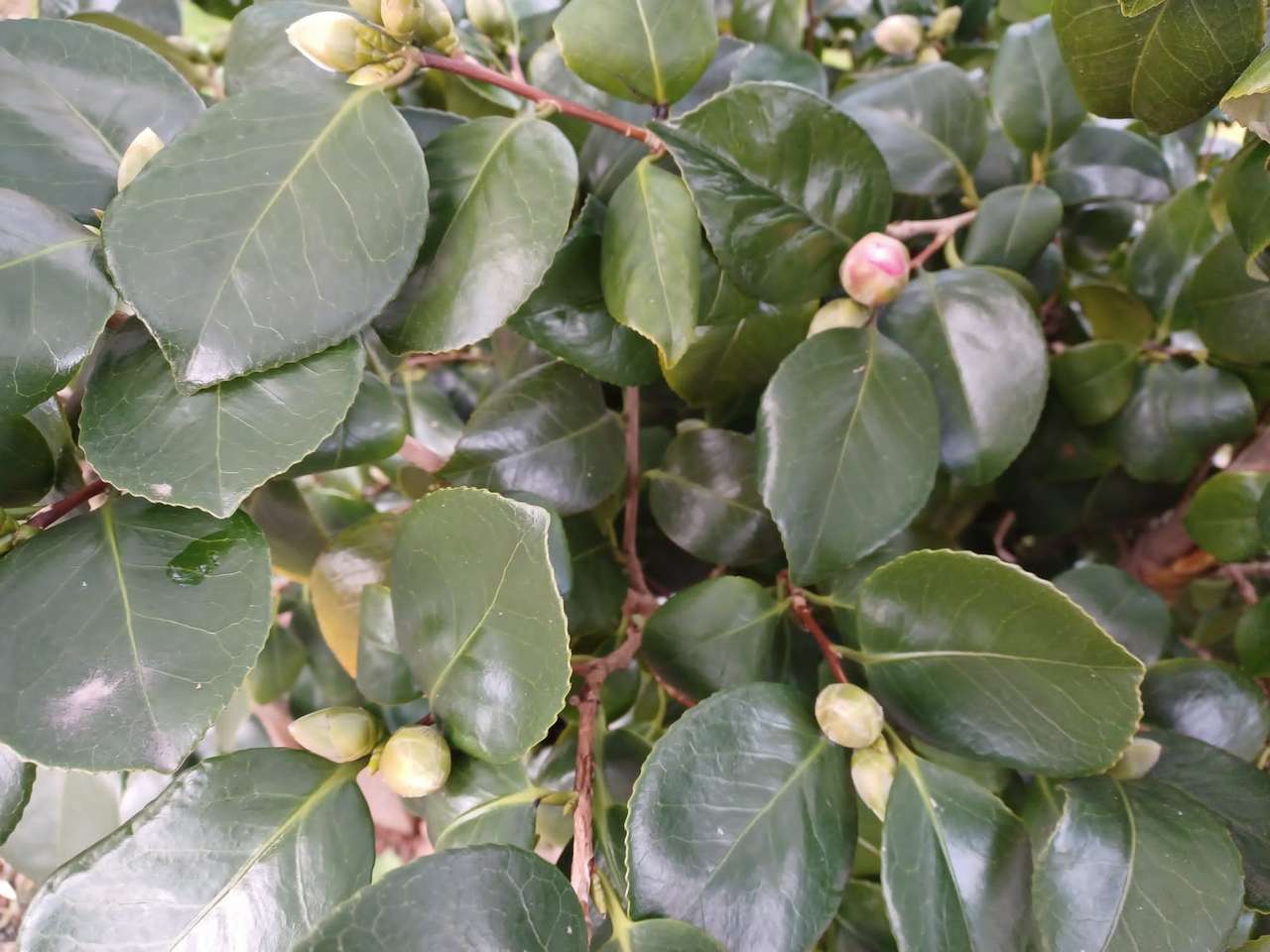 frunze verzi și fructe de pădure galbene jigsaw puzzle online