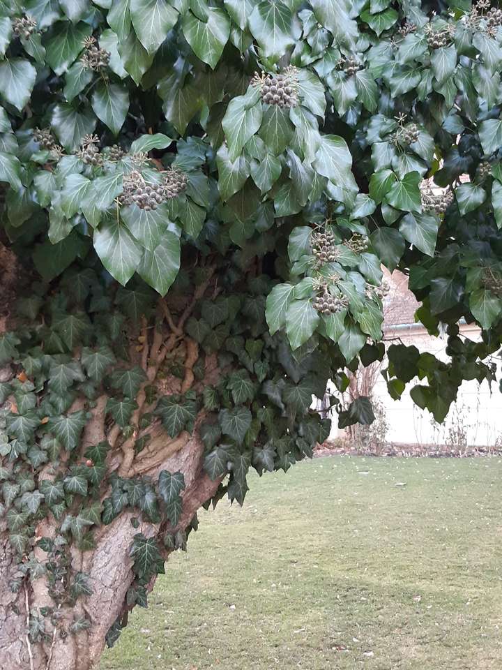 frunze veșnic verzi pe trunchiul copacului puzzle online