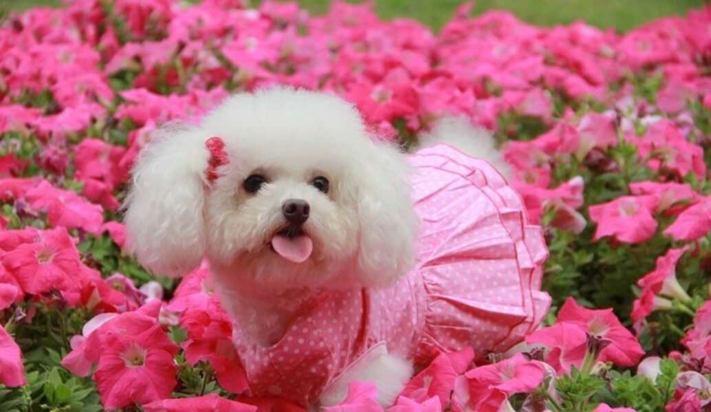 Kutya rózsaszín ruhával #83 online puzzle