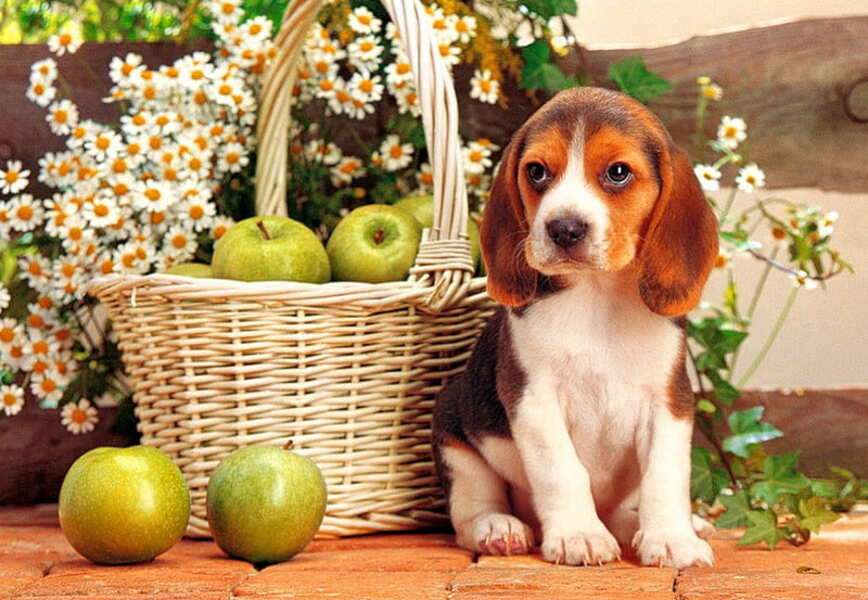 Puppy taking care of apples #88 online puzzle