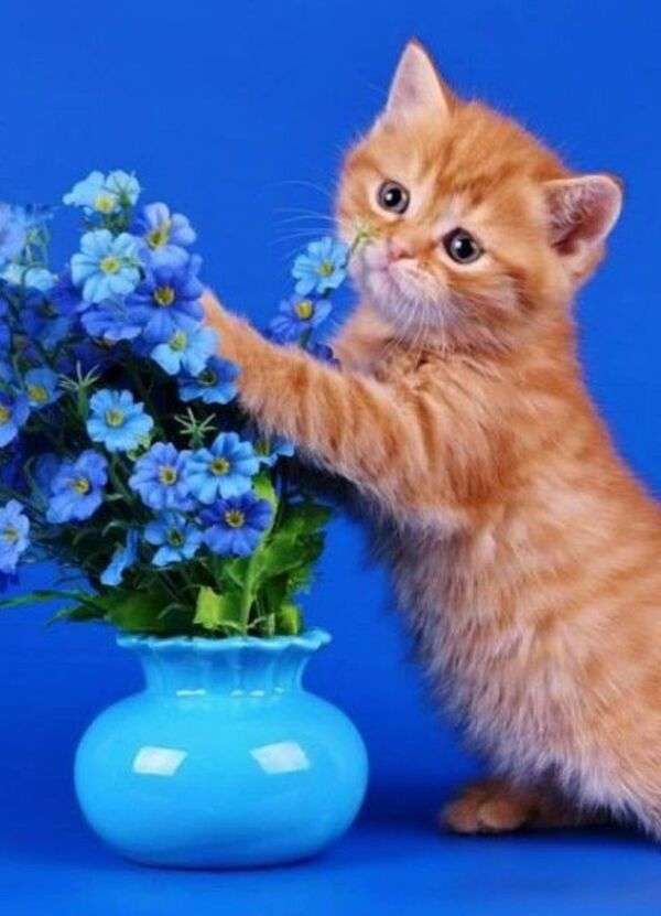 Kotě vedle vázy #97 online puzzle