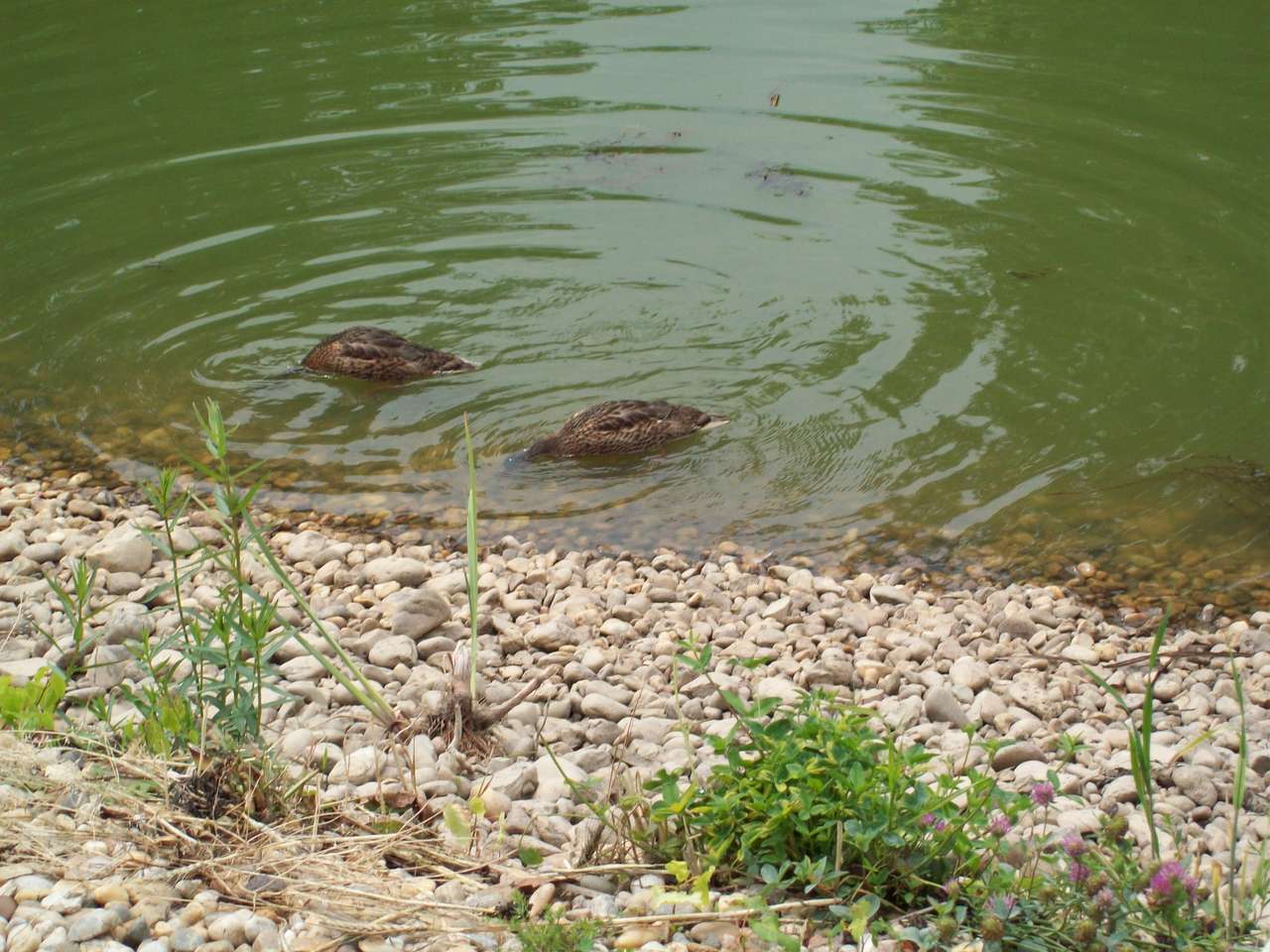 池のマガモ オンラインパズル