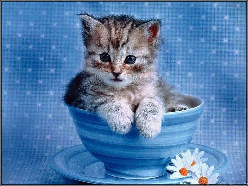 Котенок в чашке #99 пазл онлайн