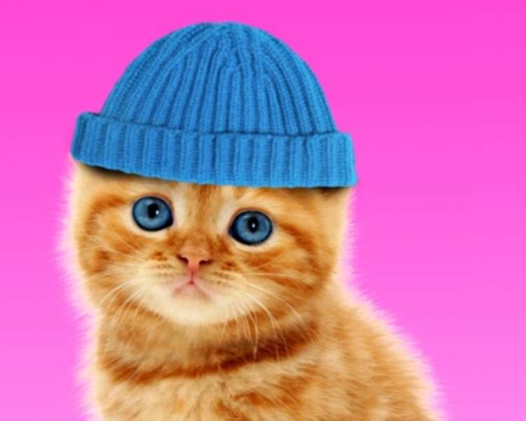 Котенок в шапочке #100 пазл онлайн