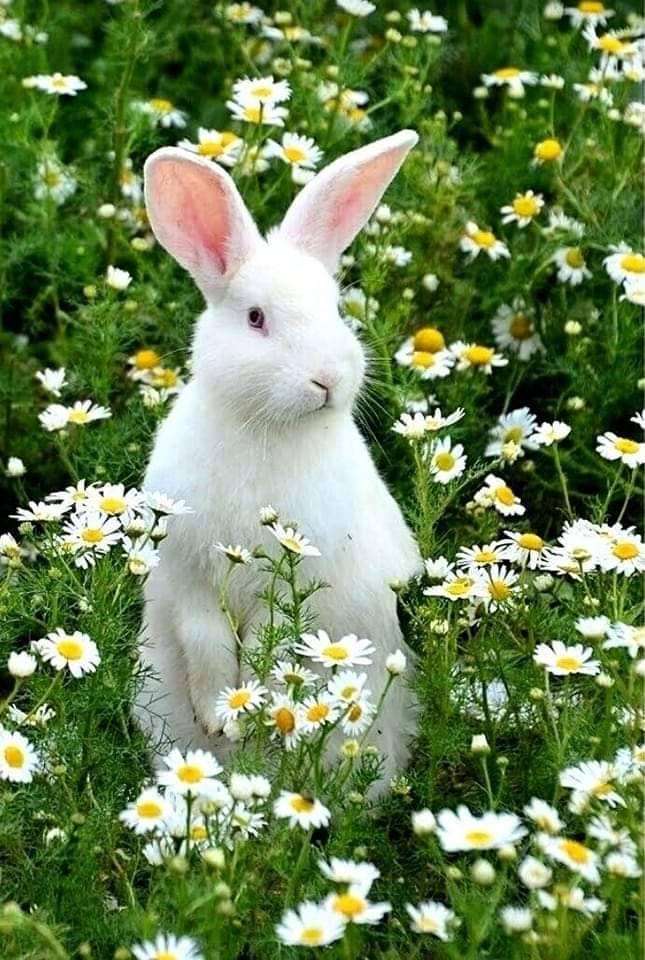 Белый кролик онлайн-пазл
