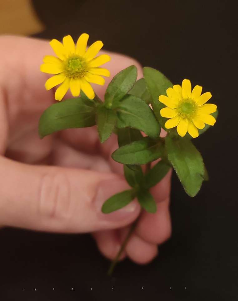 Mini floarea soarelui jigsaw puzzle online