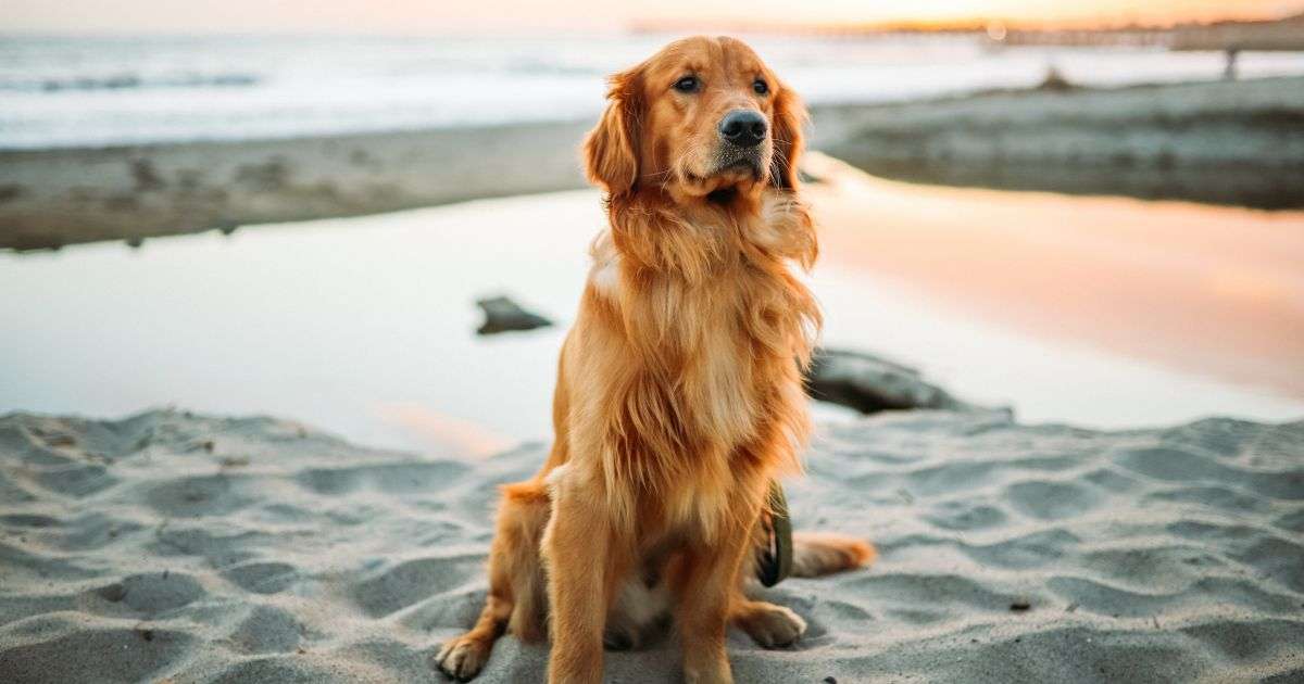 Il cane golden retriever puzzle online