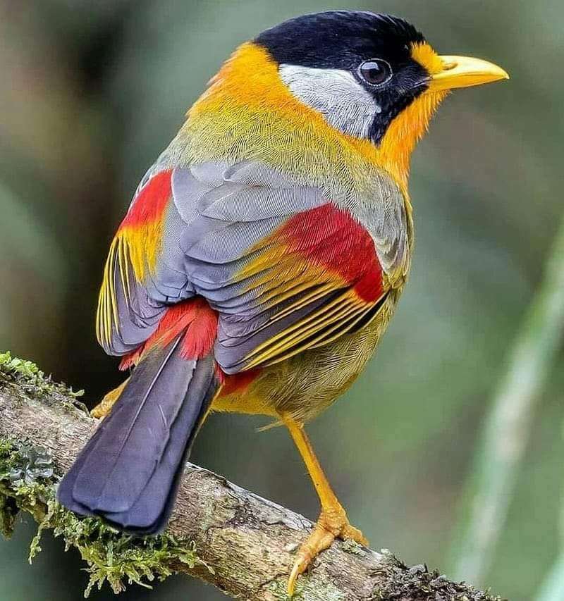 Färgglad fågel Pussel online