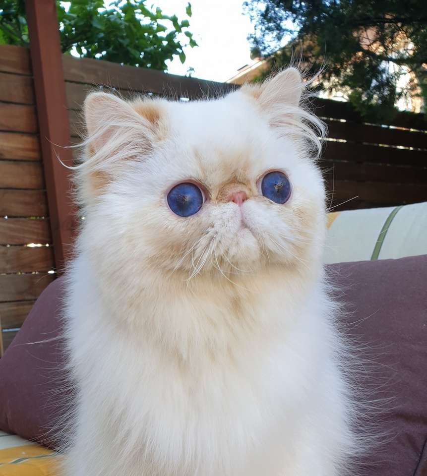РОМЕО Хималайска персийска котка онлайн пъзел