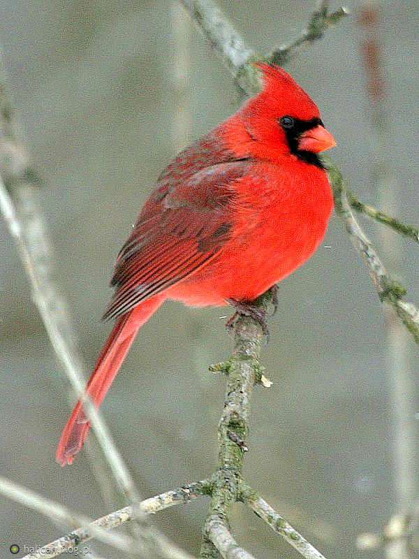 Scarlet kardinal pussel på nätet