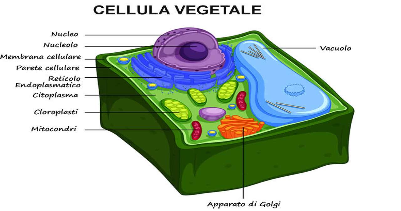 célula vegetal quebra-cabeças online