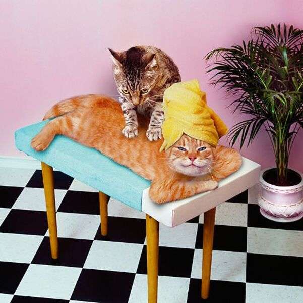 Gattino massaggiatore #104 puzzle online
