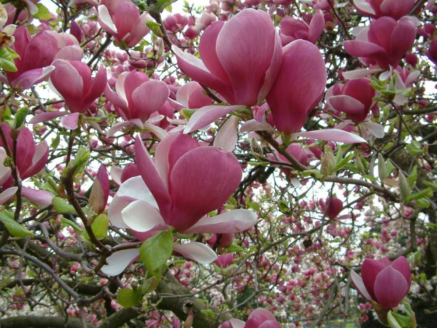magnolia rompecabezas en línea