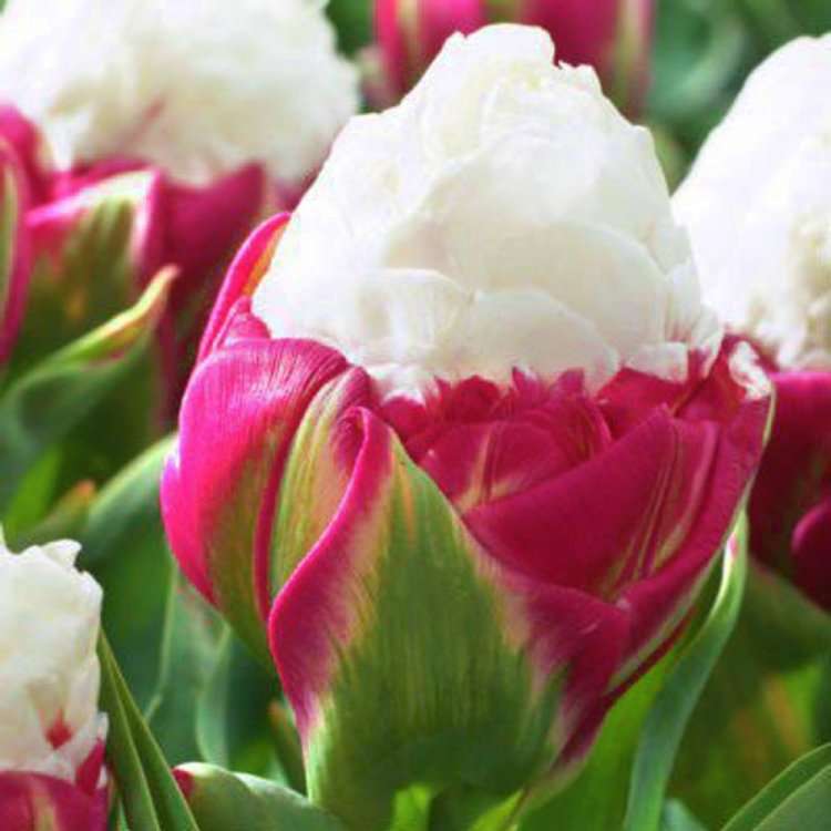 Helado con tulipanes rompecabezas en línea