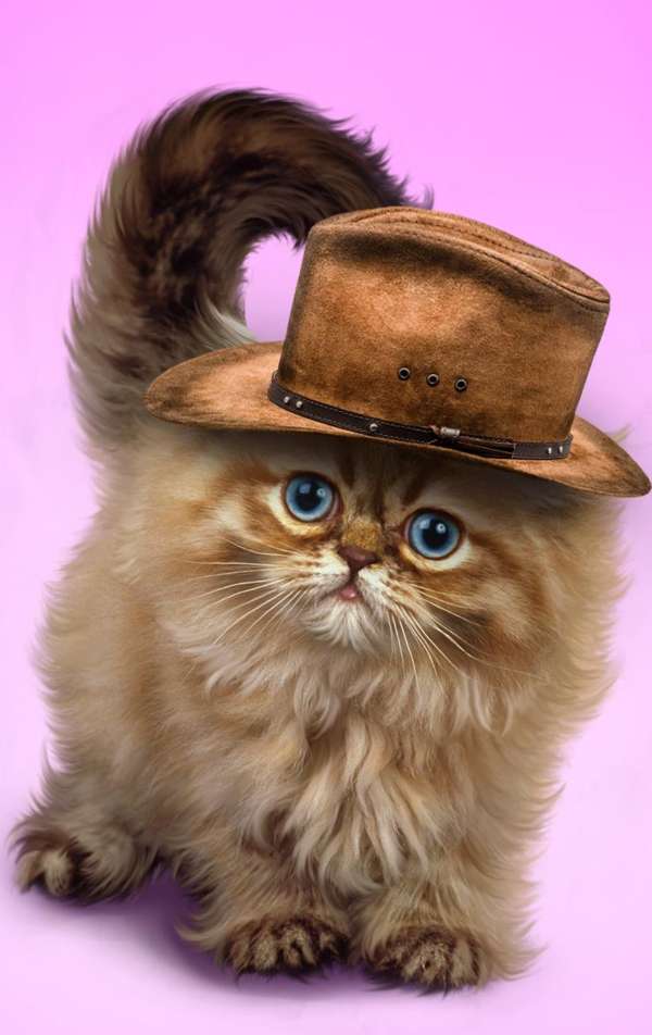 Kitten with brown hat #110 jigsaw puzzle online