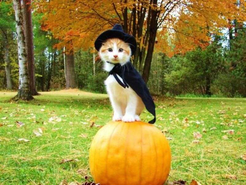 Kattunge på Halloween #111 pussel på nätet